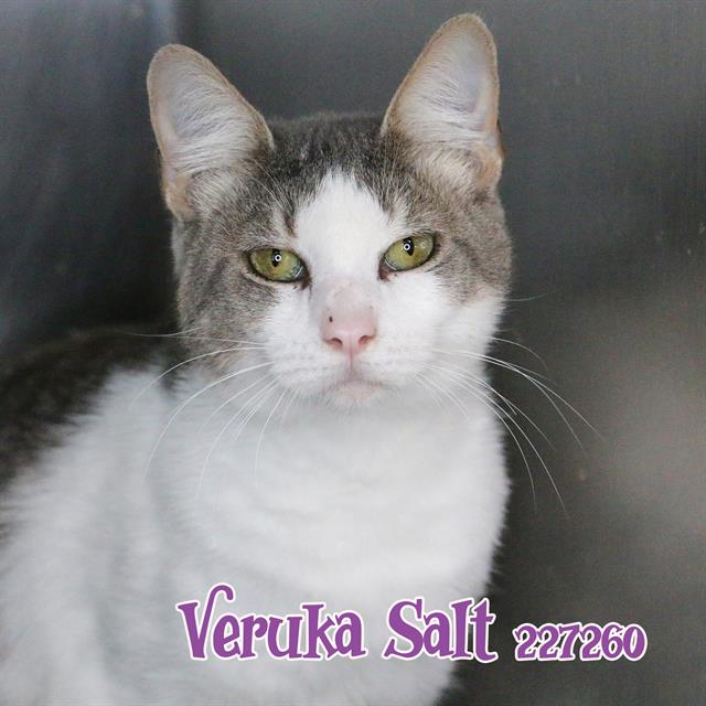 adoptable Cat in Fort Walton Beach, FL named VERUKA SALT