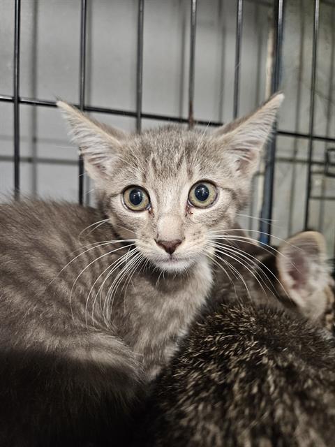 adoptable Cat in Fort Walton Beach, FL named ASTA