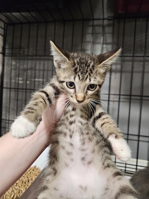 adoptable Cat in Fort Walton Beach, FL named YUNO