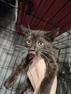 adoptable Cat in Fort Walton Beach, FL named NOELLE