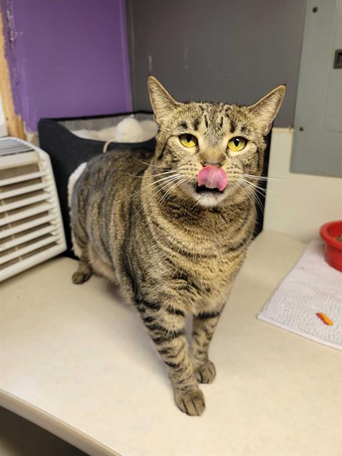 adoptable Cat in Fort Walton Beach, FL named HONEY