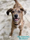 adoptable Dog in Fort Walton Beach, FL named AVALANCHE