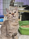 adoptable Cat in Fort Walton Beach, FL named MACAROON