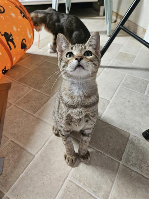 adoptable Cat in Fort Walton Beach, FL named CORY