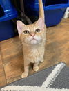 adoptable Cat in Fort Walton Beach, FL named EMBER