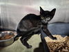 adoptable Cat in Fort Walton Beach, FL named INKY