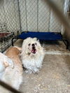 adoptable Dog in Fort Walton Beach, FL named FIZGIG