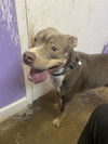 adoptable Dog in Fort Walton Beach, FL named LANA DEL REY