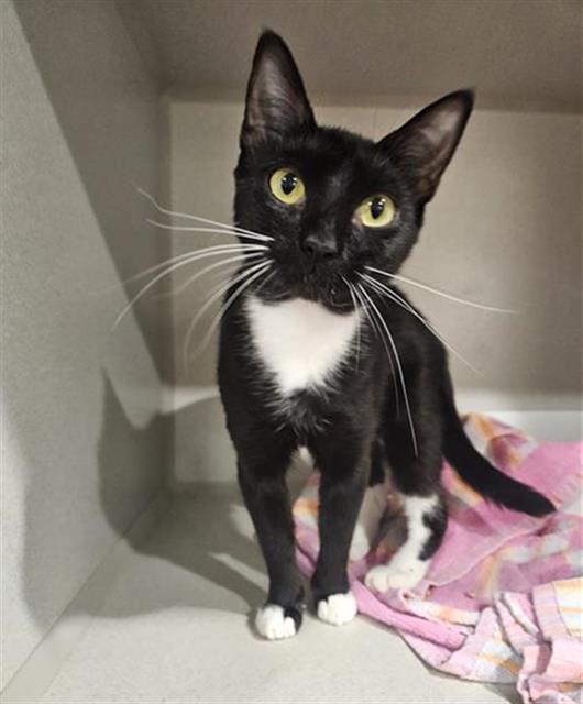 adoptable Cat in Fort Walton Beach, FL named CLOVER