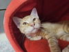 adoptable Cat in Fort Walton Beach, FL named POT PIE