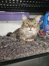 adoptable Cat in Fort Walton Beach, FL named HALO