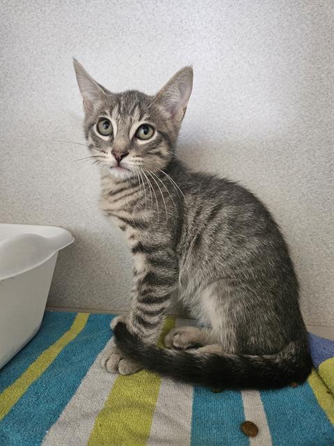 adoptable Cat in Fort Walton Beach, FL named JACOB