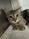 adoptable Cat in Fort Walton Beach, FL named ZAC