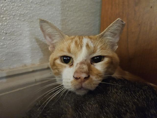 adoptable Cat in Fort Walton Beach, FL named CHEDDAR CHEESE