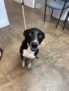 adoptable Dog in Fort Walton Beach, FL named TOYOTA