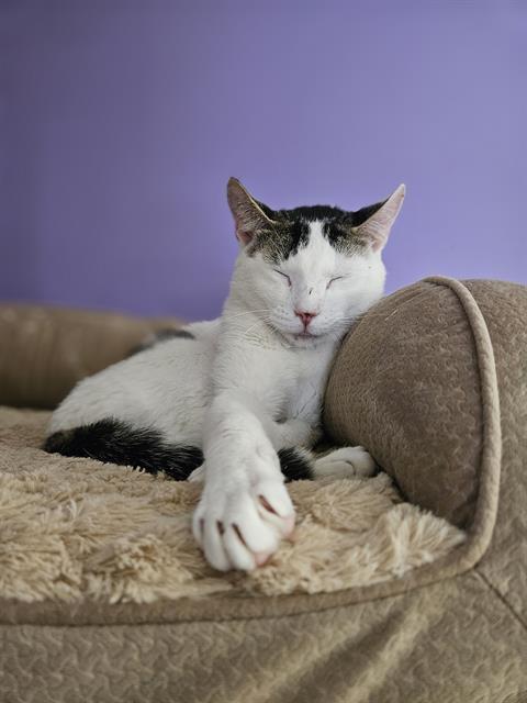 adoptable Cat in Fort Walton Beach, FL named MUSHROOM