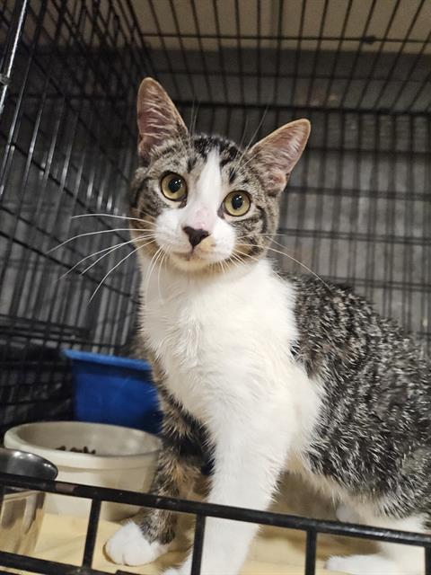 adoptable Cat in Fort Walton Beach, FL named REESE'S