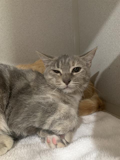 picture of the cat needing adoption