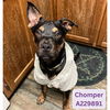 adoptable Dog in  named CHOMPER