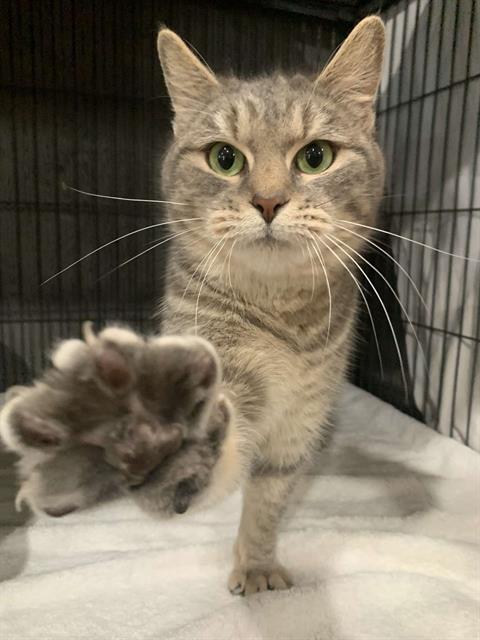 picture of the cat needing adoption