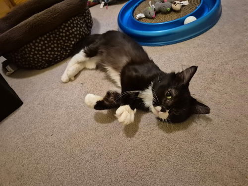 picture of the cat needing adoption