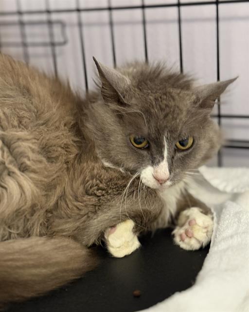 adoptable Cat in Fort Walton Beach, FL named EKATERINA