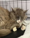 adoptable Cat in fort walton beach, FL named EKATERINA