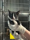 adoptable Cat in , FL named BOBBIE