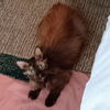 adoptable Cat in fort walton beach, FL named ELARA