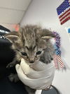 adoptable Cat in fort walton beach, FL named DELILAH