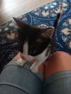 adoptable Cat in fort walton beach, FL named DOMINO