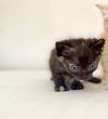 adoptable Cat in fort walton beach, FL named ECLAIR