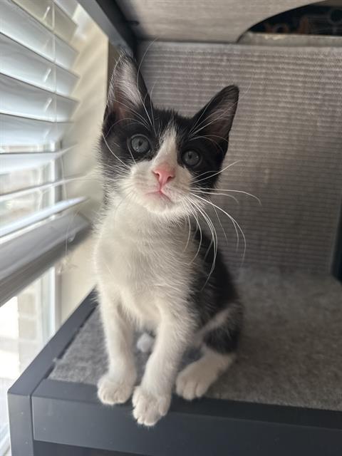 adoptable Cat in Fort Walton Beach, FL named CUDDLES