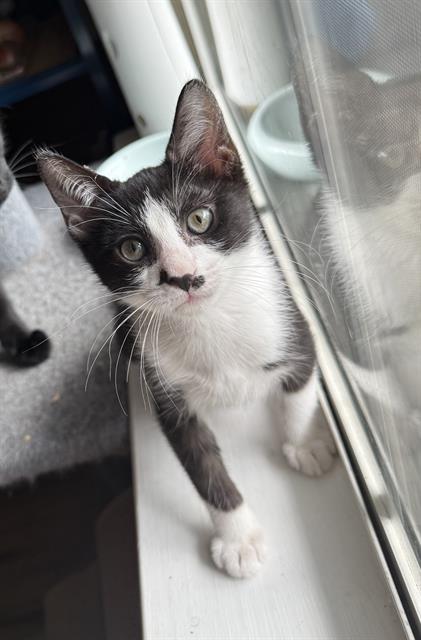adoptable Cat in Fort Walton Beach, FL named CHAOS