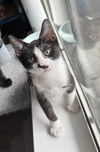 adoptable Cat in fort walton beach, FL named CHAOS