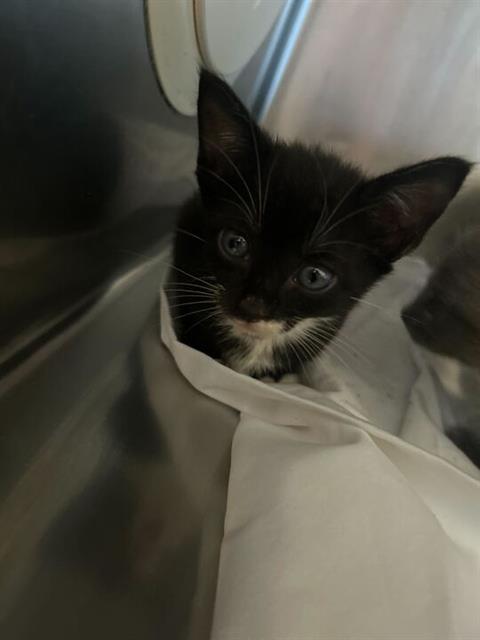 adoptable Cat in Fort Walton Beach, FL named CHOCOLATE