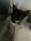 adoptable Cat in fort walton beach, FL named CHOCOLATE