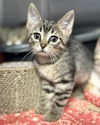 adoptable Cat in fort walton beach, FL named DR ANIMO