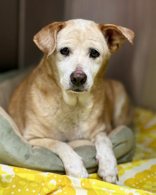 adoptable Dog in Fort Walton Beach, FL named PUDGIE