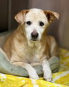 adoptable Dog in  named PUDGIE