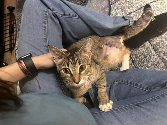 adoptable Cat in Fort Walton Beach, FL named CHARISMA