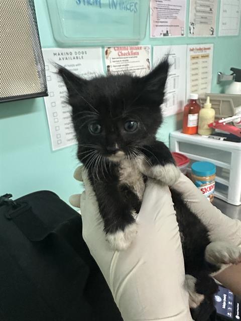 adoptable Cat in Fort Walton Beach, FL named SALT