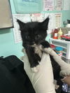 adoptable Cat in  named SALT