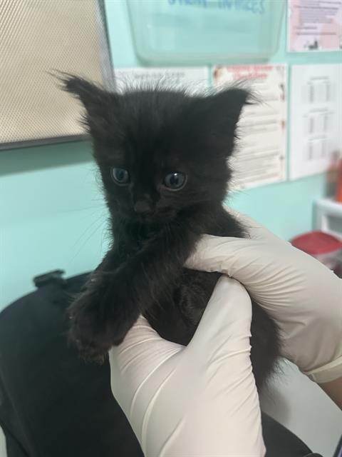 adoptable Cat in Fort Walton Beach, FL named PEPPER