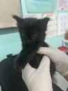 adoptable Cat in Fort Walton Beach, FL named PEPPER