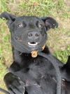 adoptable Dog in Fort Walton Beach, FL named BLACKBERRY