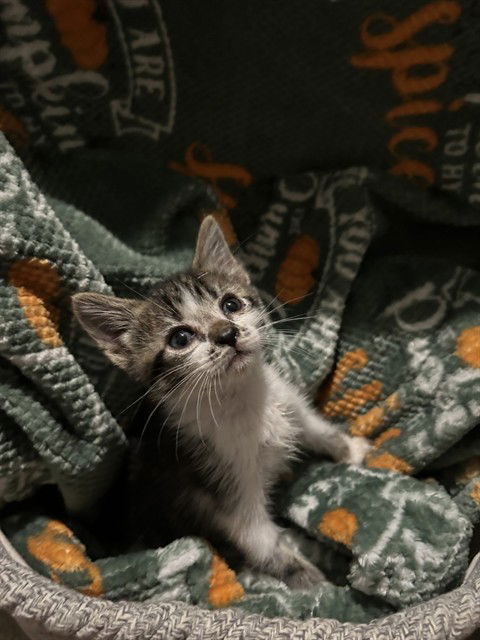 adoptable Cat in Fort Walton Beach, FL named CHLOE