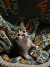 adoptable Cat in fort walton beach, FL named CHLOE