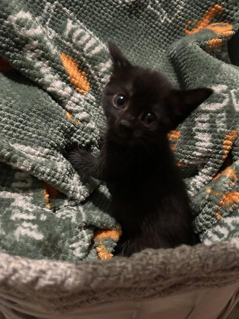 adoptable Cat in Fort Walton Beach, FL named MINNIE