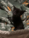 adoptable Cat in Fort Walton Beach, FL named MINNIE